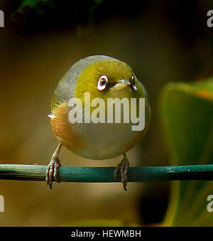 Il Silvereye (Zosterops lateralis), noto anche come Wax-eye, è un piccolo uccello nativo della nuova Zelanda. Conosciuta per il suo caratteristico anello visivo, questa specie è una vista comune nelle foreste e nei giardini della nuova Zelanda. Foto Stock