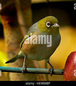 Il Silvereye (*Zosterops lateralis*), noto anche come Wax-eye o White-eye, è un piccolo uccello nativo della nuova Zelanda. Questa specie è caratterizzata dal suo caratteristico anello bianco intorno all'occhio e si trova comunemente nelle foreste e nei giardini di tutta la regione. Foto Stock