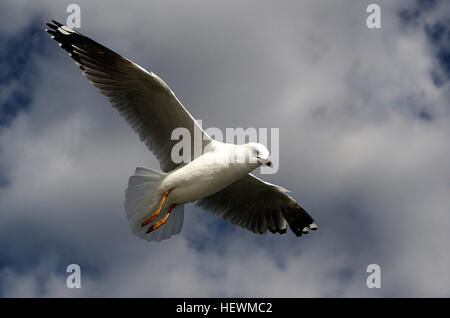 Il gabbiano argentato (*Chroicocephalus novaehollandiae*) è ampiamente distribuito in tutta l'Australia, specialmente lungo le aree costiere. Conosciuto per la sua adattabilità, è comunemente visto in ambienti urbani e rurali, spesso vicino a fonti d'acqua come spiagge e porti. Foto Stock