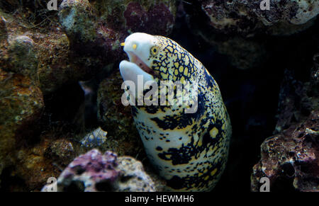 Il simbolo del fiocco di neve moray, Echidna nebulosa, noto anche come offuscato moray tra molti diversi nomi dialettali, è una specie di pesci di mare della famiglia Muraenidae Foto Stock