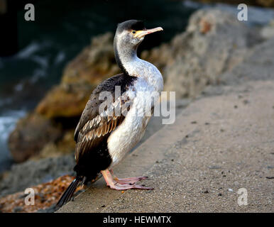 The Spotted shag è uno dei due giallo-footed shag specie, entrambi dei quali sono endemiche per la Nuova Zelanda. Riproduttori adulti gli uccelli sono eleganti e colorate, sportive un mohicano-come la cresta doppia, luminoso verde blu della pelle del viso e occhi blu di anelli. La specie prende il nome dalle piccole macchie nere che appaiono vicino alla punta di ciascun indietro e ala covert durante la stagione della riproduzione. Avvistato shags sono interamente marine, allevamento sulle coste del nord, sud e isole Stewart, e alimentando in acque a 16 km. Al di fuori della stagione riproduttiva, pezzata shags formare grandi e di alimentazione sono ' appollaiati branchi di fino a 20 Foto Stock