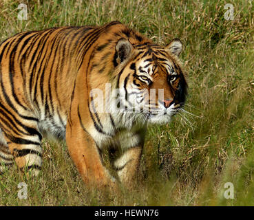 La tigre di Sumatra è la più piccola sottospecie di tigre nel mondo, con maschio tigri di Sumatra raramente in crescita di 2,5 metri di lunghezza. La tigre di Sumatra è oggi una specie gravemente minacciate specie di Tiger con solo circa 500 pensato per essere nel selvaggio. La tigre di Sumatra è nativamente trovato solo sull isola indonesiana di Sumatra dove la tigre di Sumatra può essere trovato che abitano una varietà di habitat dal basso e aree di altopiano, alla giungla di montagna e torba palude boschi. La tigre di Sumatra è la più piccola specie di Tiger che significa che la tigre di Sumatra è in grado di muoversi attraverso la fitta giungla wi Foto Stock