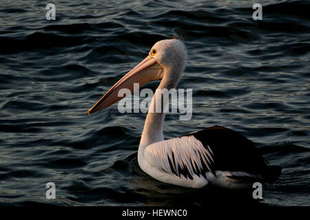 I pellicani sono tra gli uccelli volanti più pesanti, con il pellicano australiano che ne è un esempio notevole. Sono riconosciuti dalla loro grande banconota e busta, e si nutrono principalmente di pesce. Noti per le loro capacità di innalzamento e le tecniche di alimentazione cooperativa, i pellicani sono spesso visti nelle acque costiere e interne. Foto Stock