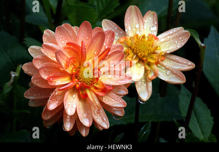 Dahlia è un genere di folte, tuberose, piante erbacee perenni piante native principalmente in Messico, ma anche in America centrale e in Colombia. Foto Stock