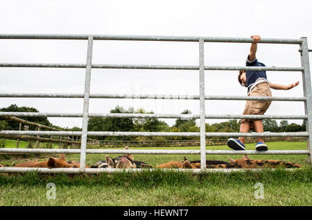 Ragazzo gate di arrampicata per vedere i suini in agriturismo Foto Stock