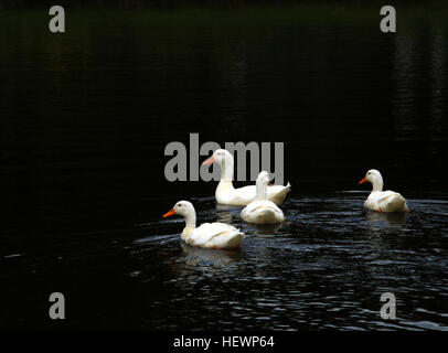 Questa immagine mostra un'anatra bianca che riposa vicino a uno stagno, circondato da una natura serena. La tranquilla scena cattura la bellezza della fauna selvatica nel suo habitat naturale, concentrandosi sulla calma dello stagno e sulla presenza dell'uccello. Foto Stock