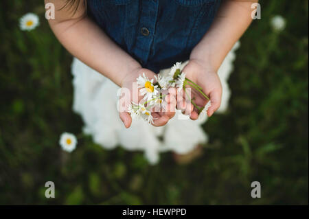 Vista aerea della ragazza in mani fiori a margherita Foto Stock