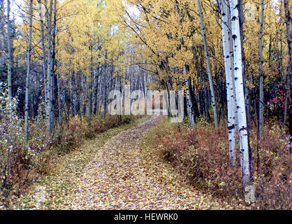 L'Aspens sono tutti nativi di regioni a freddo con estati fresche, nel nord dell'emisfero settentrionale, che si estende a sud ad altitudini elevate in montagna. Sono tutte di medie dimensioni di alberi decidui raggiungendo 15-30 m (49-98 ft) di altezza. Foto Stock