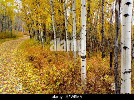 L'Aspens sono tutti nativi di regioni a freddo con estati fresche, nel nord dell'emisfero settentrionale, che si estende a sud ad altitudini elevate in montagna. Sono tutte di medie dimensioni di alberi decidui raggiungendo 15-30 m (49-98 ft) di altezza. Foto Stock