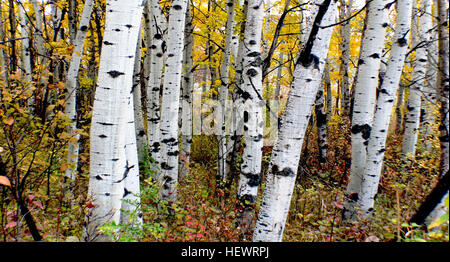 L'Aspens sono tutti nativi di regioni a freddo con estati fresche, nel nord dell'emisfero settentrionale, che si estende a sud ad altitudini elevate in montagna. Sono tutte di medie dimensioni di alberi decidui raggiungendo 15-30 m (49-98 ft) di altezza. Foto Stock