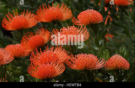 (Waratah Telopea) è un male endemico, genere australiano di cinque specie di grandi arbusti o piccoli alberi, nativo per le parti del sud-est dell'Australia (Nuovo Galles del Sud, Victoria e Tasmania). Il più ben noto specie in questo genere è Telopea speciosissima, che ha colore rosso fiori e è il NSW emblema dello stato. Il waratah è un membro della famiglia Proteaceae, una famiglia di piante fiorite distribuiti nell'emisfero meridionale. Il tasto funzione di diagnostica delle Proteaceae è l'infiorescenza, che è spesso molto grandi e luminosi colorati e appariscenti e costituito da molti piccoli fiori densamente pac Foto Stock