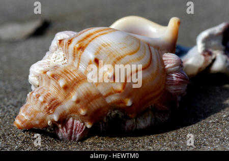 Buccino è un nome comune che viene applicata a vari tipi di lumaca di mare, molti dei quali sono stati storicamente utilizzati o sono ancora utilizzati dagli esseri umani per il cibo. Sebbene un certo numero di conchiglia sono relativamente grandi e sono in famiglia Buccinidae (la vera conchiglia), la parola buccino è applicata anche ad alcuni altri gasteropodi marini specie di molluschi all'interno di diverse famiglie di lumache di mare che non sono molto strettamente correlati. Foto Stock