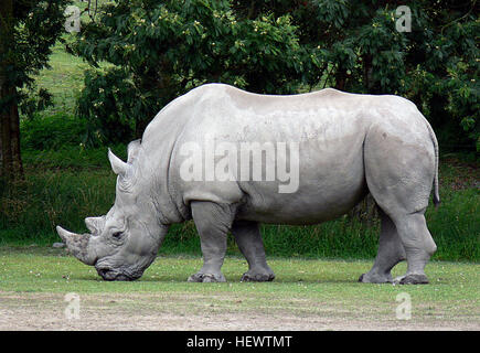 Il rinoceronte bianco o piazza-rhinoceros a labbro è il più grande e più numerose specie di rinoceronte che esiste. Esso ha una bocca larga utilizzati per il pascolo e è la più sociale di tutte le specie di Rhino. Wikipedia nome scientifico: Ceratotherium simum Velocità: 50 km/h (acceso) Durata: 40 - 50 y periodo di gestazione: 486.9 - 547.8 d Foto Stock