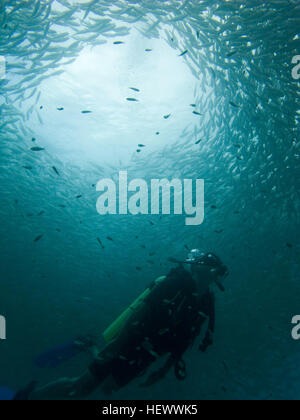 Un subacqueo gode il tunnel di una scuola di pesce presso Au Muang, in Koh Tao. Foto Stock