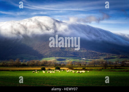 Pecore in la Valle di Ayala Foto Stock