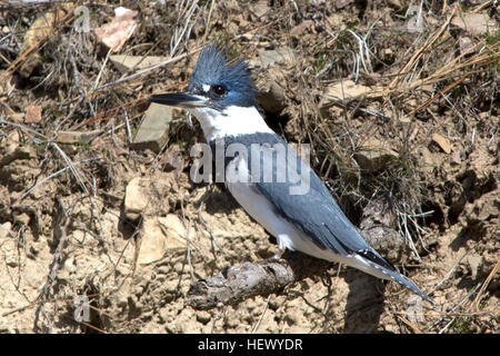 Un Belted Kingfisher siede dal suo nido Foto Stock