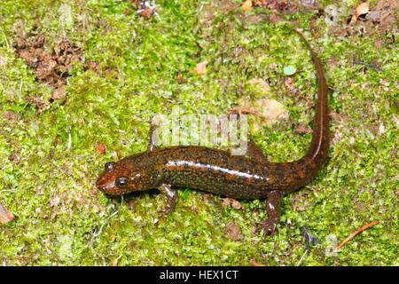 Un ventre nero salamander, Desmognathus quadramaculatus, strisciando sul muschio. Foto Stock