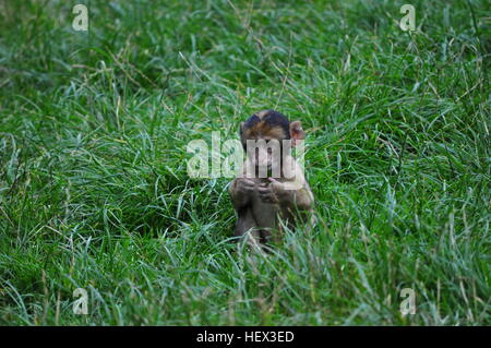 Un bambino barbary macaque mangia l'erba Foto Stock