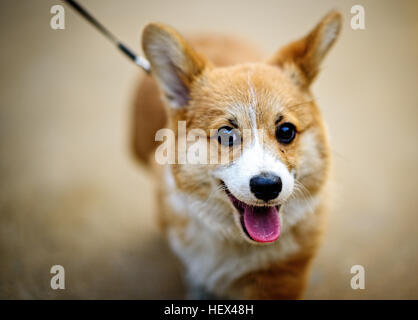Welsh Corgi Pembroke cane spuntavano lingua Foto Stock