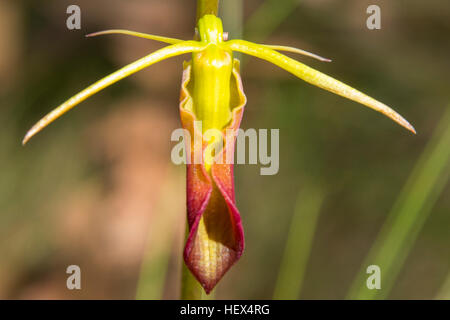 Cryptostylis subulata, linguetta grande Orchid in Baluk Willam Flora Riserva, Belgrave Sud, Victoria, Australia Foto Stock