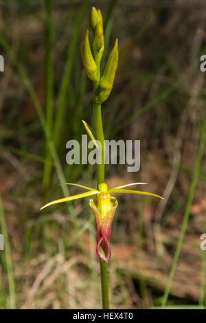 Cryptostylis subulata, linguetta grande Orchid in Baluk Willam Flora Riserva, Belgrave Sud, Victoria, Australia Foto Stock