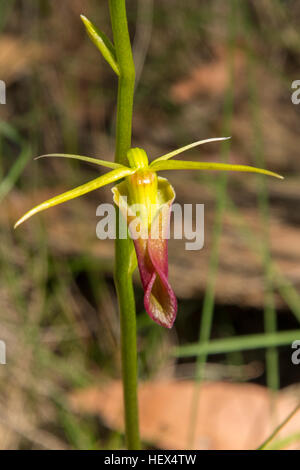 Cryptostylis subulata, linguetta grande Orchid in Baluk Willam Flora Riserva, Belgrave Sud, Victoria, Australia Foto Stock