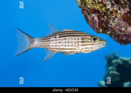 Largetoothed Cardinalfish, pacifico cardinalfish tiger o Big-cardinale dentata (Cheilodipterus macrodon) nuota vicino alla barriera corallina sullo sfondo, Mar Rosso, Foto Stock