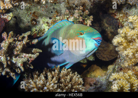 Pesci pappagallo a margherita o pesci pappagallo Bullethead (Chlorurus sordidus) è dormire su di una scogliera di corallo, immersioni notturne, Mar Rosso, Sharm El Sheikh, la penisola del Sinai, Foto Stock