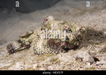 Falso pesce pietra o diavolo scorfani (Scorpaenopsis diabolus) Mare Rosso, Sharm El Sheikh, Sinai, Egitto Foto Stock