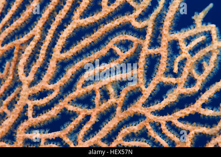 Close-up - soft coral giganti di mare o di ventola di gorgonie fan corallo (Subergorgia mollis) Mare Rosso, Sharm El Sheikh, Sinai, Egitto Foto Stock