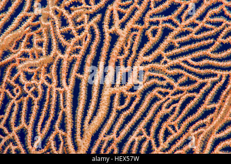 Close-up - soft coral giganti di mare o di ventola di gorgonie fan corallo (Subergorgia mollis) Mare Rosso, Sharm El Sheikh, Sinai, Egitto Foto Stock