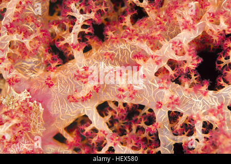 Close-up - soft coral (Dendronephthya hemprichi) Mare Rosso, Sharm El Sheikh, Sinai, Egitto Foto Stock