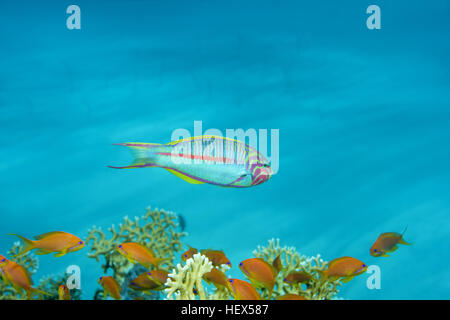 Klunzinger's wrasse o Rueppells wrasse (Thalassoma rueppellii) nuota vicino alla barriera corallina, Mar Rosso, Sharm El Sheikh, Sinai, Egitto Foto Stock