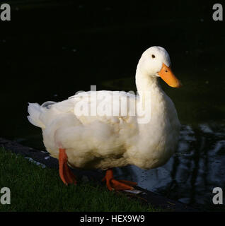 Appropr iat (,),Aylesbury Anatra.,l'anatra.,l'Anatra bianco Foto Stock