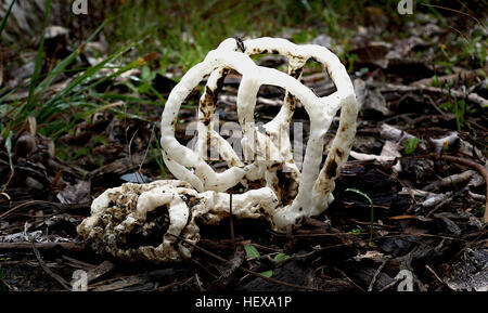 Ileodictyon cibarium è una specie di saprobic del fungo in famiglia Phallaceae. È endemico della Nuova Zelanda, dove è comunemente noto come il cestello del fungo o il cesto bianco fungo, alludendo ai corpi di frutta che sono conformati piuttosto come una forma rotonda o ovale con sfera interlacciato o rami di grata. Mentre il volvae immaturi sono commestibili, frutto maturo corpo è maleodorante e ricoperta con un strato di fango contenente spore sulle superfici interne. Foto Stock