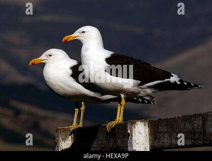 Nero-backed gabbiani Black-backed gabbiani o karoro (Larus dominicanus) possono essere trovati nell'emisfero sud dall'Antartide al subtropics. Altrove sono conosciuti come Domenicani o kelp gabbiani. La sottospecie in Nuova Zelanda è il diffuso Larus dominicanus dominicanus. Probabilmente ci sono più di due milioni di euro nelle zone costiere e vicino alla riva gli ambienti e le vie navigabili interne. Essi generalmente non venture fino al mare. Della Nuova Zelanda, specie di gabbiano, nero-oscurati i gabbiani sono la più grande, a 60 centimetri di lunghezza. I maschi di peso superiore a 1 kg e le femmine circa 850 grammi. Gli adulti hanno corpi bianchi, bla Foto Stock