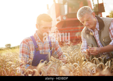 Gli agricoltori nel campo di grano il controllo di qualità di frumento Foto Stock