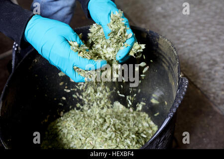 Lavoratore in birreria rompendo il luppolo, close-up Foto Stock