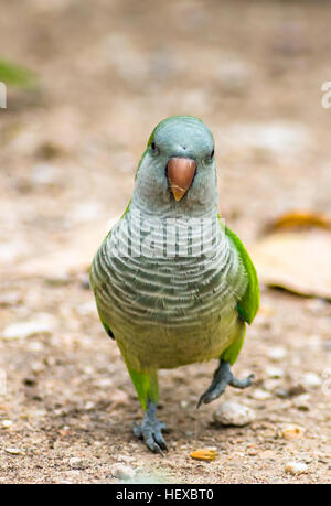 Monaco parrocchetto (Myiopsitta monachus) in Casa de Campo, Madrid Spagna. Foto Stock