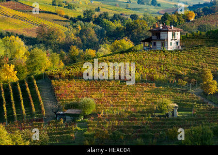 I colori autunnali nei vigneti di Nebbiolo vicino Barolo, Piemonte, Italia Foto Stock