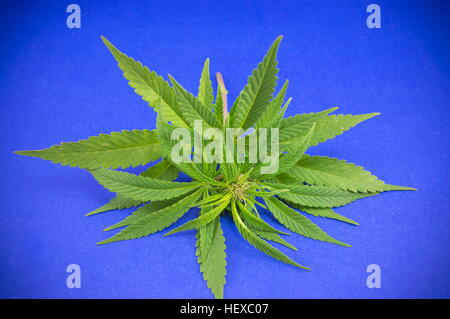 Piante di marijuana su sfondo blu con vignette applicato Foto Stock