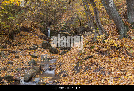 Paesaggio con piccolo ruscello nella foresta autunnale Foto Stock