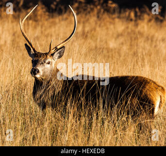 Un addio al celibato in Glen Etive nella regione delle Highlands della Scozia. Foto Stock