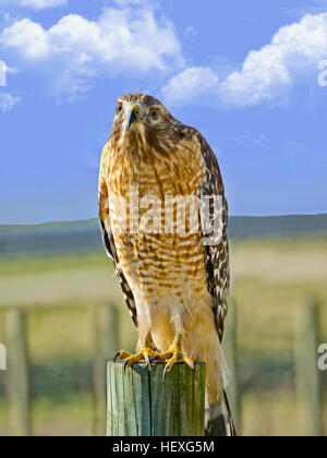 Bella hawk seduta sul fencepost di un pascolo, guardando la sua immagine di essere adottate. Foto Stock