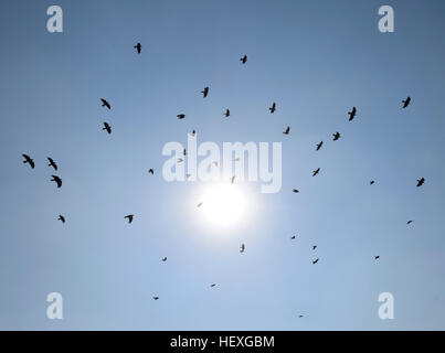 Silhouette di un gregge di merlo volando attraverso una surreale del cielo della sera con un ardente sun. Foto Stock