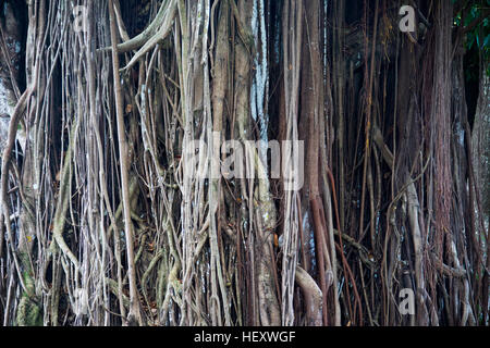 Struttura in gomma, Ficus elastica, Sir Seewoosagur Ramgoolam Giardino Botanico Pamplemousses, Mauritius Foto Stock