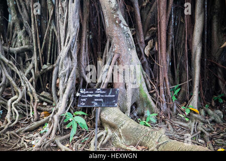 Struttura in gomma, Ficus elastica, Sir Seewoosagur Ramgoolam Giardino Botanico Pamplemousses, Mauritius Foto Stock