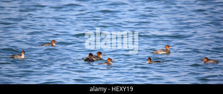 Otto Red-breasted mergansers nuoto in acque blu Foto Stock