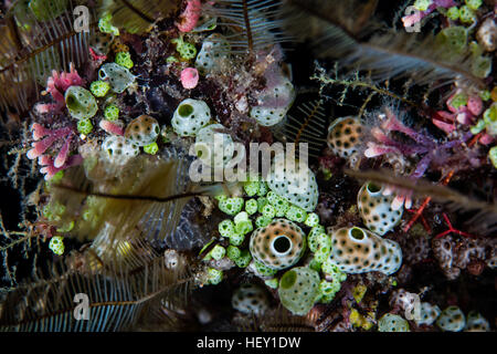 Colorato tunicati, hydroids, e altri invertebrati crescere su una scogliera di corallo nelle isole Salomone. Foto Stock