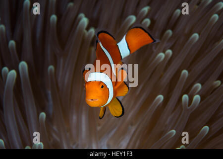 Un falso clownfish (Amphiprion ocellaris) nuota fra i tentacoli del suo host anemone nelle isole Salomone. Foto Stock